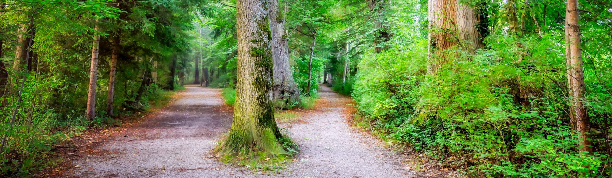 pixabay_com_forest-6607631_1920_02
